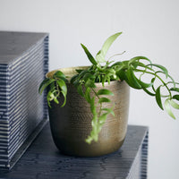 Thumbnail for House Doctor Planter, Chappra, Antique brass finish
