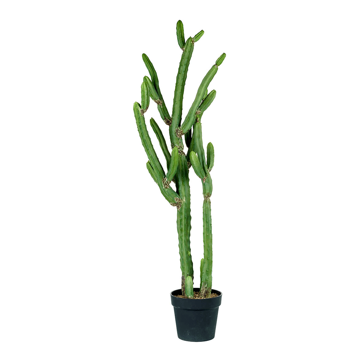 Desert Cactus 120cm