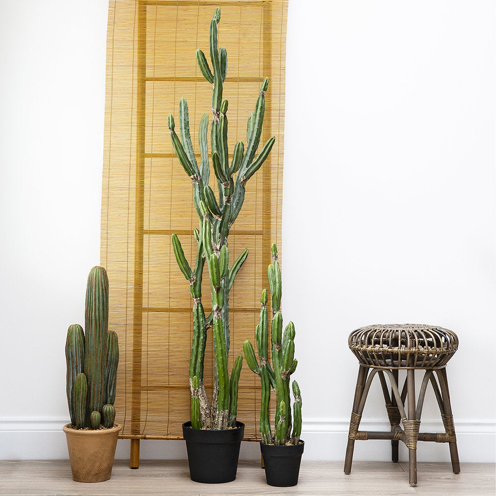 Cactus Cerus Potted 65cm